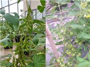 Chỉnh sửa gene trong nông nghiệp: Tiềm năng chờ được khai mở